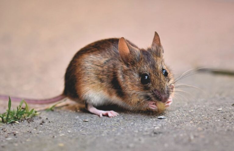 Penyebab Tikus Masuk Rumah dan Menyebarkan Penyakit