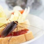 Bahaya Kecoa Bagi Kesehatan