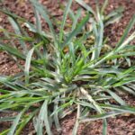Gulma Eleusine Indica (L.) Gaertn