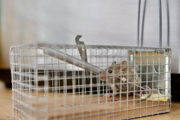 Cara Mengusir Tikus Got