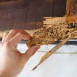 Wood, part of roof house after attack of termite. Peril from insect concept.