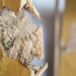 Termites,Destroy,Old,Wooden,Cabinet,Close-up.