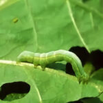 ulat daun