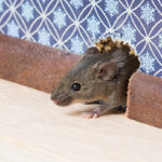 Ordinary house mouse (Mus musculus) nose pokes through a hole in the wall