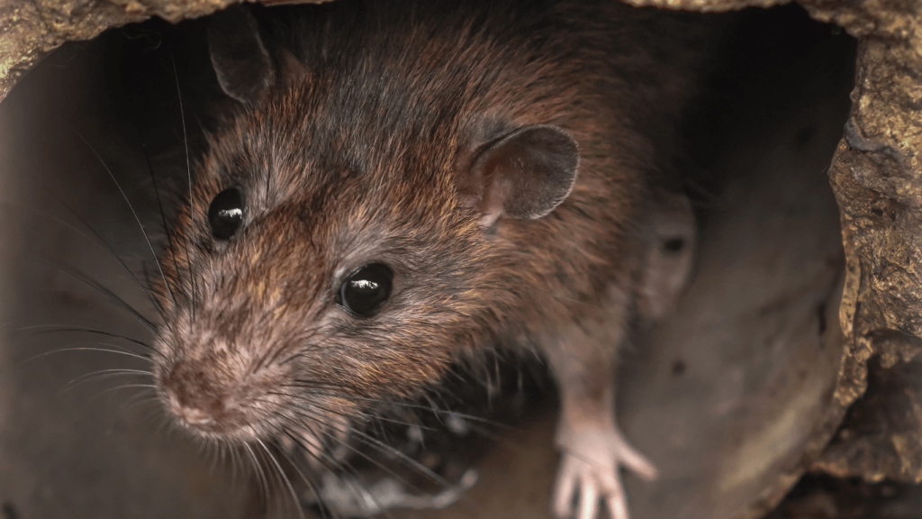 Jenis-jenis Tikus di Indonesia